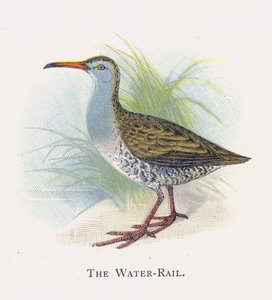 De Waterral door Alexander Francis Lydon
